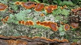 Hydnoporia tabacina image
