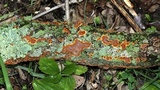 Hydnoporia tabacina image