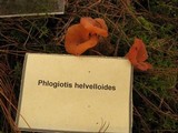 Guepinia helvelloides image