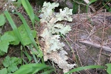 Lobaria oregana image