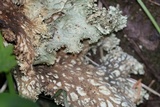 Lobaria oregana image