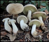 Boletus pallidus image