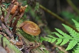 Kuehneromyces lignicola image