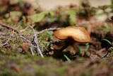 Kuehneromyces lignicola image