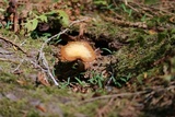 Kuehneromyces lignicola image