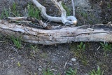 Guepiniopsis alpina image