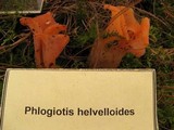 Guepinia helvelloides image