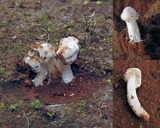 Amanita arenaria image