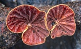 Anthracophyllum archeri image