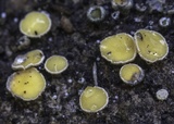 Anthracobia muelleri image