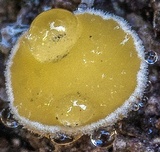 Anthracobia muelleri image