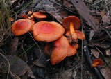 Dermocybe cramesina image