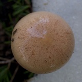 Hygrophorus goetzei image