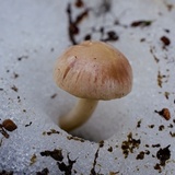 Hygrophorus goetzei image