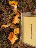 Sowerbyella rhenana image