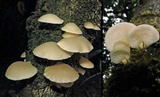 Conchomyces bursiformis image
