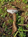 Humphreya coffeata image