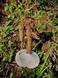 Humphreya coffeata image