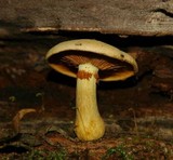 Gymnopilus luteus image