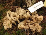 Sebacina sparassoidea image
