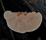 Rigidoporus lineatus image