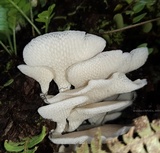 Favolus tenuiculus image