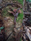 Hymenochaete damicornis image