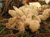 Sebacina sparassoidea image