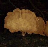 Polyporus grammocephalus image