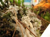 Sebacina sparassoidea image