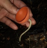 Cookeina speciosa image