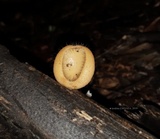 Cookeina tricholoma image