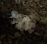 Tremella fuciformis image