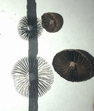 Panaeolus fimicola image