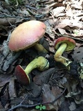 Boletus neoregius image