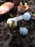 Boletus neoregius image