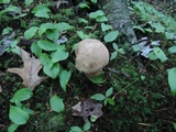 Tylopilus felleus image