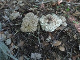 Polyporus umbellatus image