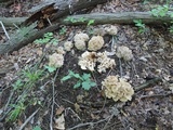 Polyporus umbellatus image
