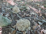 Polyporus umbellatus image