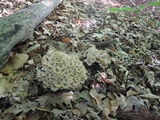 Polyporus umbellatus image