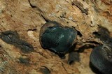 Camarops petersii image