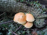 Gymnopilus luteus image