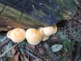 Gymnopilus luteus image