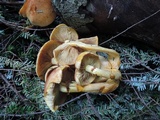 Gymnopilus luteus image