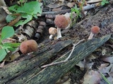 Psathyrella delineata image