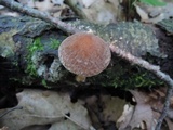 Psathyrella delineata image