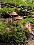 Psilocybe turficola image