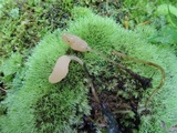 Mitrula lunulatospora image