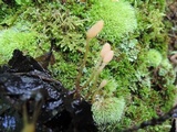 Mitrula lunulatospora image